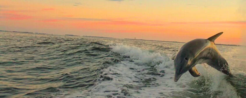 See dolphins on a sunset cruise