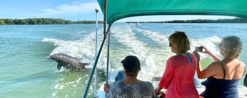 Spotting a dolphin in the wild